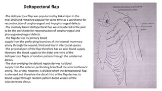 -The deltopectoral flap was popularized by Bakamijian in the
mid-1960 and remained popular for some time as a workhorse for
reconstruction of oropharyngeal and hvpopharvngeal defects
-The medially based deltopectoral flap was considered in the past
to be the workhorse for reconstruction of oropharyngeal and
pharyngoesophageal defects.
-The flap derives its primary blood
supply from the perforating branches of the internal mammary
artery through the second, third and fourth intercostal spaces.
-The proximal part of the flap therefore has an axial blood supply.
However, the blood supply to the distal one-third of the
deltopectoral flap is of random pattern through the subdermal
plexus.
-The skin overlying the deltoid region derives its blood
supply from the anterior perforating branch of the acrorniothoracic
artery. This artery, however, is divided when the deltopectoral flap
is elevated and therefore the distal third of the flap derives its
blood supply through random pattern blood vessels of the
subcutaneous plexus.
Deltopectoral flap
 