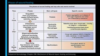 Phases of wound healing
Fiztpatrick Dermatology. Chapter 248. Mechanism of Wound repair, healing and dressing.
 
