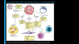 Interaction of cellular and humoral factors in wound healing.
Leong et al 2017. Wound healing. Ch6. Sabiston textbook of surgery 12E
 