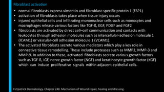 • normal fibroblasts express vimentin and fibroblast-specific protein 1 (FSP1)
• activation of fibroblasts takes place when tissue injury occurs
• injured epithelial cells and infiltrating mononuclear cells such as monocytes and
macrophages release various factors like TGF-ß, EGF, PDGF and FGF2
• fibroblasts are activated by direct cell–cell communication and contacts with
leukocytes through adhesion molecules such as intercellular-adhesion molecule 1
(ICAM1) or vascular-cell adhesion molecule 1 (VCAM1).
• The activated fibroblasts secrete various mediators which play a key role in
connective tissue remodelling. These include proteases such as MMP2, MMP-3 and
MMP-9. In addition to these, activated fibroblasts secrete various growth factors
such as TGF-ß, IGF, nerve growth factor (NGF) and keratinocyte growth factor (KGF)
which can induce proliferative signals within adjacent epithelial cells.
Fibroblast activation
Fiztpatrick Dermatology. Chapter 248. Mechanism of Wound repair, healing and dressing.
 