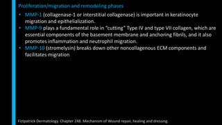 • MMP-1 (collagenase-1 or interstitial collagenase) is important in keratinocyte
migration and epithelialization.
• MMP-9 plays a fundamental role in “cutting” Type IV and type VII collagen, which are
essential components of the basement membrane and anchoring fibrils, and it also
promotes inflammation and neutrophil migration.
• MMP-10 (stromelysin) breaks down other noncollagenous ECM components and
facilitates migration
Proliferation/migration and remodeling phases
Fiztpatrick Dermatology. Chapter 248. Mechanism of Wound repair, healing and dressing.
 
