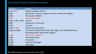 The integrin family of adhesion receptors.
Akhil 2000. Biology of wound healing. Perio 2000.
Integrins Ligands
, ; 21 Fibrillar collagen, laminin.
31 Fibronectin, entactin, epilgrin, laminin, denatured collagen.
41 Fibronectin, VCAM-1
51 Fibronectin (RGD)
61; 71; 64 Laminin
81 Fibronectin, vitronectin
91 Tenascin
v1; v5 Fibronectin, vitronectin
v3; 11b3 Vitronectin (RGD), fibronectin, fibrinogen, von Willebrand factor,
thrombospondin, denatured collagen
v6 Fibronectin, tenascin
47 Fibronectin (IIIcs)
v8 Vitronectin
M2 Factor X, fibrinogen
X2 Fibrinogen
 