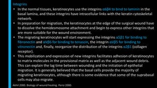 • In the normal tissues, keratinocytes use the integrins α6β4 to bind to laminin in the
basal lamina, and these integrins have intracellular links with the keratin cytoskeletal
network.
• In preparation for migration, the keratinocytes at the edge of the surgical wound have
to dissolve the hemidesmosome attachment and begin to express other integrins that
are more suitable for the wound environment.
• The migrating keratinocytes will start expressing the integrins α5β1 for binding to
fibronectin and αVβ6 for binding to tenascin, the integrin αVβ5 for binding to
vitronectin and, finally, reorganize the distribution of the integrins α2β1 (collagen
receptor).
• This mobilization and expression of new integrins facilitates adhesion of keratinocytes
to matrix molecules in the provisional matrix as well as the adjacent wound debris.
This can explain the lag time between wounding and the initiation of epithelial
migration. It is generally believed that the basal cells provide the majority of
migrating keratinocytes, although there is some evidence that some of the suprabasal
cells may also migrate.
Integrins
Akhil 2000. Biology of wound healing. Perio 2000.
 