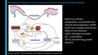 Mechanisms involved in the development and persistence of chronic wounds
Leong et al 2017. Wound healing. Ch6. Sabiston textbook of surgery 12E
Solid lines indicate
upregulation, and dashed lines
indicate downregulation. Width
of the line is proportional to the
effect of the influence.
H2O2, Hydrogen peroxide;
O2 −, superoxide;
TGF-β, transforming growth
factor-β.
 