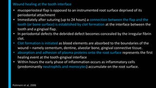 • mucoperiosteal flap is opposed to an instrumented root surface deprived of its
periodontal attachment
• Immediately after suturing (up to 24 hours) a connection between the flap and the
tooth (or bone surface) is established by clot formation at the interface between the
tooth and a gingival flap.
• In periodontal defects the debrided defect becomes concealed by the irregular fibrin
clot.
• Clot formation is initiated as blood elements are absorbed to the boundaries of the
wound – namely cementum, dentine, alveolar bone, gingival connective tissue.
• absorption and adhesion of plasma proteins onto the root surface represents the first
healing event at the tooth-gingival interface
• Within hours the early phase of inflammation occurs as inflammatory cells
(predominantly neutrophils and monocytes) accumulate on the root surface.
Wound healing at the tooth interface
Polimeni et al, 2006
 