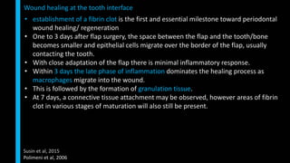 • establishment of a fibrin clot is the first and essential milestone toward periodontal
wound healing/ regeneration
• One to 3 days after flap surgery, the space between the flap and the tooth/bone
becomes smaller and epithelial cells migrate over the border of the flap, usually
contacting the tooth.
• With close adaptation of the flap there is minimal inflammatory response.
• Within 3 days the late phase of inflammation dominates the healing process as
macrophages migrate into the wound.
• This is followed by the formation of granulation tissue.
• At 7 days, a connective tissue attachment may be observed, however areas of fibrin
clot in various stages of maturation will also still be present.
Wound healing at the tooth interface
Susin et al, 2015
Polimeni et al, 2006
 
