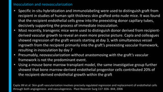 • Specific in-situ hybridization and immunolabeling were used to distinguish graft from
recipient in studies of human split thickness skin grafted onto nude mice. It was found
that the recipient endothelial cells grew into the preexisting donor capillary tubes,
decisively supporting the process of immediate inosculation.
• Most recently, transgenic mice were used to distinguish donor derived from recipient-
derived vascular growth to reveal an even more precise picture. Capla and colleagues
showed regression of the graft vessels starting at day 3, with simultaneous vessel
ingrowth from the recipient primarily into the graft’s preexisting vascular framework,
resulting in inosculation by day 7
• Presumably, neovascularization without anastomosing with the graft’s vascular
framework is not the predominant event.
• Using a mouse bone marrow transplant model, the same investigative group further
showed that bone marrow-derived endothelial progenitor cells contributed 20% of
the recipient-derived endothelial growth within the graft
Inosculation and neovascularization
Capla JM et al: Skin graft vascularization involves precisely regulated regression and replacement of endothelial cells
through both angiogenesis and vasculogenesis. Plast Reconstr Surg 117 :836- 844, 2006
 