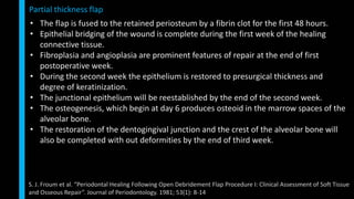 • The flap is fused to the retained periosteum by a fibrin clot for the first 48 hours.
• Epithelial bridging of the wound is complete during the first week of the healing
connective tissue.
• Fibroplasia and angioplasia are prominent features of repair at the end of first
postoperative week.
• During the second week the epithelium is restored to presurgical thickness and
degree of keratinization.
• The junctional epithelium will be reestablished by the end of the second week.
• The osteogenesis, which begin at day 6 produces osteoid in the marrow spaces of the
alveolar bone.
• The restoration of the dentogingival junction and the crest of the alveolar bone will
also be completed with out deformities by the end of third week.
Partial thickness flap
S. J. Froum et al. “Periodontal Healing Following Open Debridement Flap Procedure I: Clinical Assessment of Soft Tissue
and Osseous Repair”. Journal of Periodontology. 1981; 53(1): 8-14
 