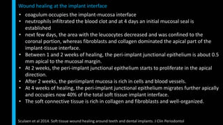• coagulum occupies the implant-mucosa interface
• neutrophils infiltrated the blood clot and at 4 days an initial mucosal seal is
established
• next few days, the area with the leucocytes decreased and was confined to the
coronal portion, whereas fibroblasts and collagen dominated the apical part of the
implant-tissue interface.
• Between 1 and 2 weeks of healing, the peri-implant junctional epithelium is about 0.5
mm apical to the mucosal margin.
• At 2 weeks, the peri-implant junctional epithelium starts to proliferate in the apical
direction.
• After 2 weeks, the periimplant mucosa is rich in cells and blood vessels.
• At 4 weeks of healing, the peri-implant junctional epithelium migrates further apically
and occupies now 40% of the total soft tissue implant interface.
• The soft connective tissue is rich in collagen and fibroblasts and well-organized.
Wound healing at the implant interface
Sculaen et al 2014. Soft tissue wound healing around teeth and dental implants. J Clin Periodontol
 