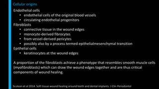 Endothelial cells
• endothelial cells of the original blood vessels
• circulating endothelial progenitors
Fibroblasts
• connective tissue in the wound edges
• monocyte-derived fibrocytes
• from vessel-derived pericytes
• possibly also by a process termed epithelialmesenchymal transition
Epithelial cells
• keratinocytes at the wound edges
A proportion of the fibroblasts achieve a phenotype that resembles smooth muscle cells
(myofibroblasts) which can draw the wound edges together and are thus critical
components of wound healing.
Cellular origins
Sculean et al 2014. Soft tissue wound healing around teeth and dental implants. J Clin Periodontol
 