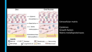 Extracellular matrix
Cytokines
Growth factors
Matrix metalloproteinases
 