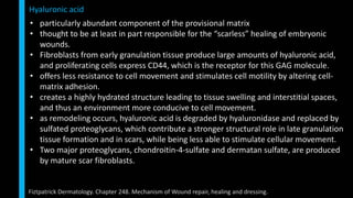 • particularly abundant component of the provisional matrix
• thought to be at least in part responsible for the “scarless” healing of embryonic
wounds.
• Fibroblasts from early granulation tissue produce large amounts of hyaluronic acid,
and proliferating cells express CD44, which is the receptor for this GAG molecule.
• offers less resistance to cell movement and stimulates cell motility by altering cell-
matrix adhesion.
• creates a highly hydrated structure leading to tissue swelling and interstitial spaces,
and thus an environment more conducive to cell movement.
• as remodeling occurs, hyaluronic acid is degraded by hyaluronidase and replaced by
sulfated proteoglycans, which contribute a stronger structural role in late granulation
tissue formation and in scars, while being less able to stimulate cellular movement.
• Two major proteoglycans, chondroitin-4-sulfate and dermatan sulfate, are produced
by mature scar fibroblasts.
Hyaluronic acid
Fiztpatrick Dermatology. Chapter 248. Mechanism of Wound repair, healing and dressing.
 