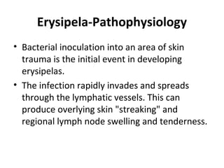 Erysipela-Pathophysiology
• Bacterial inoculation into an area of skin
trauma is the initial event in developing
erysipelas.
• The infection rapidly invades and spreads
through the lymphatic vessels. This can
produce overlying skin "streaking" and
regional lymph node swelling and tenderness.
 