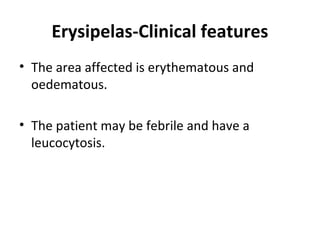 Erysipelas-Clinical features
• The area affected is erythematous and
oedematous.
• The patient may be febrile and have a
leucocytosis.
 