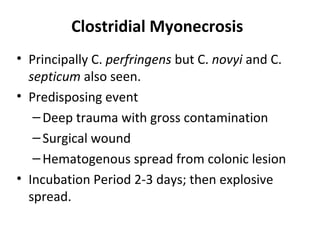 Clostridial Myonecrosis
• Principally C. perfringens but C. novyi and C.
septicum also seen.
• Predisposing event
–Deep trauma with gross contamination
–Surgical wound
–Hematogenous spread from colonic lesion
• Incubation Period 2-3 days; then explosive
spread.
 