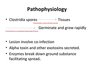 Pathophysiology
• Clostridia spores Tissues
Contamination, severe and open wounds
Germinate and grow rapidly
If normal tissue ox-red potential lowered eg.cell injury
• Lesion involve co-infection
• Alpha toxin and other exotoxins secreted.
• Enzymes break down ground substance
facilitating spread.
 