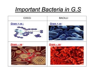 Important Bacteria in G.S
COCCi BACILLI
Gram + ve :
Gram – ve :
Gram + ve :
Gram – ve :
 