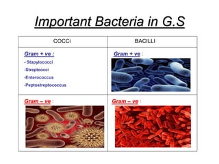 Important Bacteria in G.S
COCCi BACILLI
Gram + ve :
Gram – ve :
Gram + ve :
Gram – ve :
Gram + ve :
- Stapylococci
-Streptcocci
-Enterococcus
-Peptostreptococcus
 