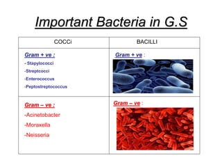 Important Bacteria in G.S
COCCi BACILLI
Gram + ve : Gram + ve :
Gram – ve :
Gram + ve :
- Stapylococci
-Streptcocci
-Enterococcus
-Peptostreptococcus
Gram – ve :
-Acinetobacter
-Moraxella
-Neisseria
 