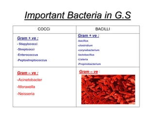 Important Bacteria in G.S
COCCi BACILLI
Gram + ve :
Gram – ve :
Gram + ve :
- Stapylococci
-Streptcocci
-Enterococcus
-Peptostreptococcus
Gram – ve :
-Acinetobacter
-Moraxella
-Neisseria
Gram + ve :
-bacillus
-clostridium
-corynebacterium
-lactobacillus
-Listeria
-Propinobacterium
 