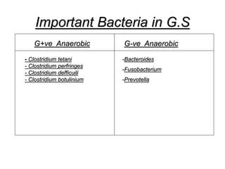 Important Bacteria in G.S
G+ve Anaerobic
- Clostridium tetani
- Clostridium perfringes
- Clostridium defficuili
- Clostridium botulinium
-Bacteroides
-Fusobacterium
-Prevotella
G-ve Anaerobic
 