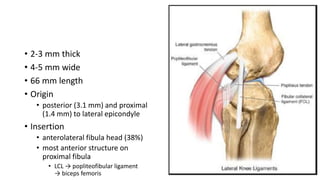 • 2-3 mm thick
• 4-5 mm wide
• 66 mm length
• Origin
• posterior (3.1 mm) and proximal
(1.4 mm) to lateral epicondyle
• Insertion
• anterolateral fibula head (38%)
• most anterior structure on
proximal fibula
• LCL → popliteofibular ligament
→ biceps femoris
 
