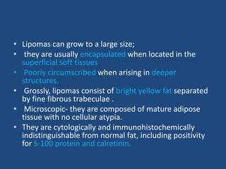• Lipomas can grow to a large size;
• they are usually encapsulated when located in the
superficial soft tissues
• Poorly circumscribed when arising in deeper
structures.
• Grossly, lipomas consist of bright yellow fat separated
by fine fibrous trabeculae .
• Microscopic- they are composed of mature adipose
tissue with no cellular atypia.
• They are cytologically and immunohistochemically
indistinguishable from normal fat, including positivity
for S-100 protein and calretinin.
 