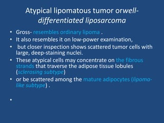 Atypical lipomatous tumor orwell-
differentiated liposarcoma
• Gross- resembles ordinary lipoma .
• It also resembles it on low-power examination,
• but closer inspection shows scattered tumor cells with
large, deep-staining nuclei.
• These atypical cells may concentrate on the fibrous
strands that traverse the adipose tissue lobules
(sclerosing subtype)
• or be scattered among the mature adipocytes (lipoma-
like subtype) .
•
 