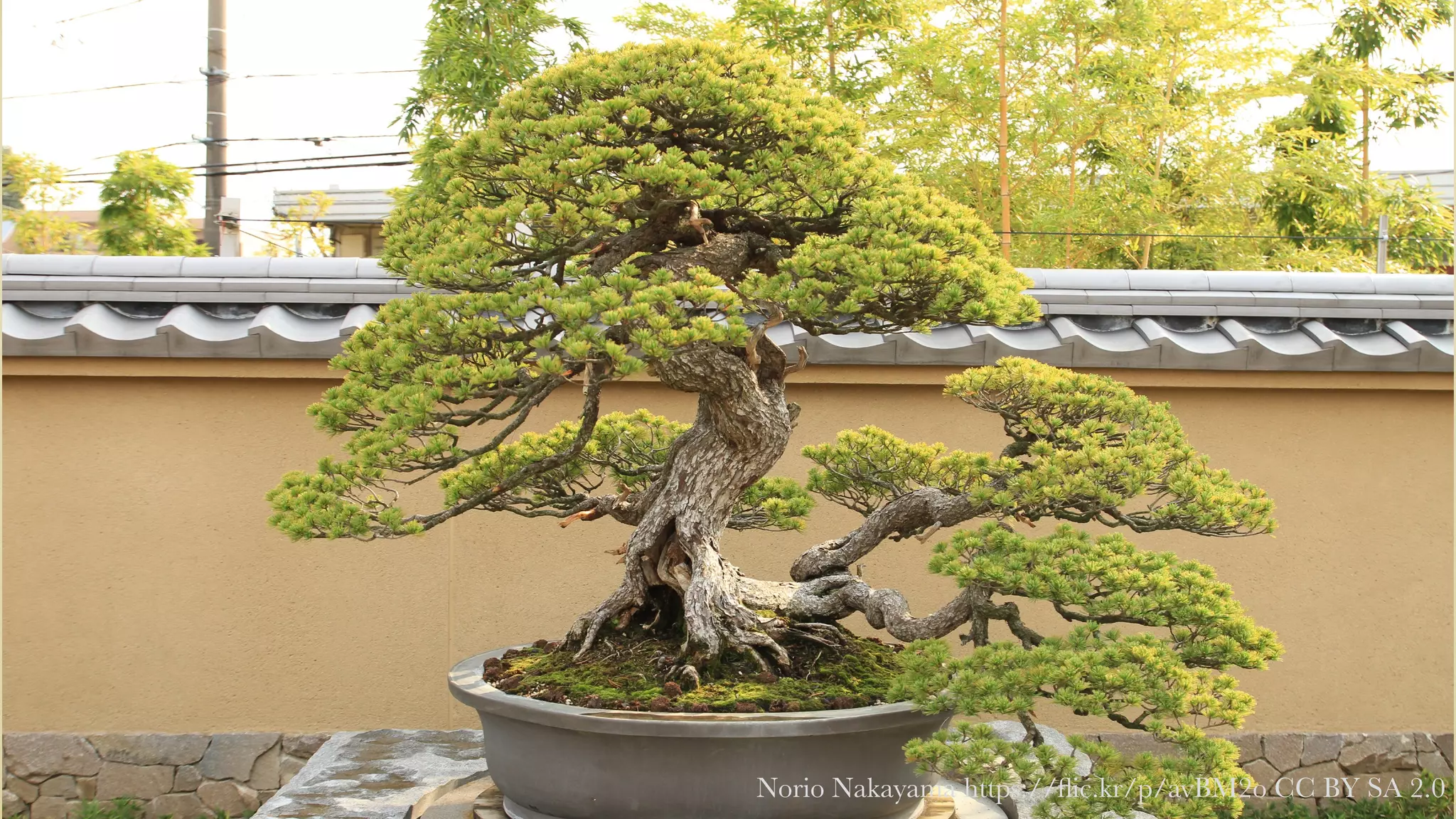 Norio Nakayama https://ﬂic.kr/p/avBM2o CC BY SA 2.0
 