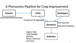 A	Phenomics	Pipeline	for	Crop	Improvement
Sensors Traits Genotypes
Selection
Genomics
Higher Yield
Yield Stability
Nutrition
Stress Tolerance
and more …
Automated Measurements
Component & Aggregate
Genomic Prediction
Pan Genome
28
 