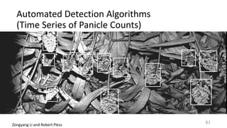 Automated	Detection	Algorithms		
(Time	Series	of	Panicle	Counts)
Zongyang	Li	and	Robert	Pless
61
 