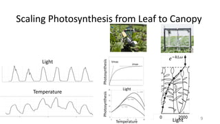 Scaling	Photosynthesis	from	Leaf	to	Canopy
Light
Temperature
Light
Light
PhotosynthesisPhotosynthesis
Temperature
9
 