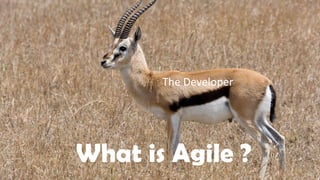 What is Agile ?
The Developer
 