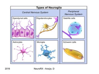 Review of general anatomy of the central nervous system | PPT