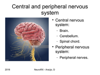 Review of general anatomy of the central nervous system | PPT