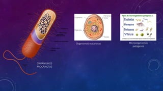 ORGANISMOS
PROCARIOTAS
Organismos eucariotas Microorganismos
patógenos
 