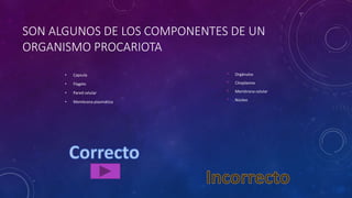 SON ALGUNOS DE LOS COMPONENTES DE UN
ORGANISMO PROCARIOTA
• Capsula
• Flagelo
• Pared celular
• Membrana plasmática
• Orgánulos
• Citoplasma
• Membrana celular
• Núcleo
 