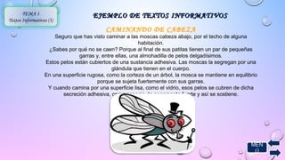 MEN 
Ú 
TEMA 1 
Textos Informativos (3) 
EJEMPLO DE TTEEXXTTOOSS IINNFFOORRMMAATTIIVVOOSS 
CAMINANDO DE CABEZA 
Seguro que has visto caminar a las moscas cabeza abajo, por el techo de alguna 
habitación. 
¿Sabes por qué no se caen? Porque al final de sus patitas tienen un par de pequeñas 
garras y, entre ellas, una almohadilla de pelos delgadísimos. 
Estos pelos están cubiertos de una sustancia adhesiva. Las moscas la segregan por una 
glándula que tienen en el cuerpo. 
En una superficie rugosa, como la corteza de un árbol, la mosca se mantiene en equilibrio 
porque se sujeta fuertemente con sus garras. 
Y cuando camina por una superficie lisa, como el vidrio, esos pelos se cubren de dicha 
secreción adhesiva, como especie de pegamento fuerte y así se sostiene. 
 