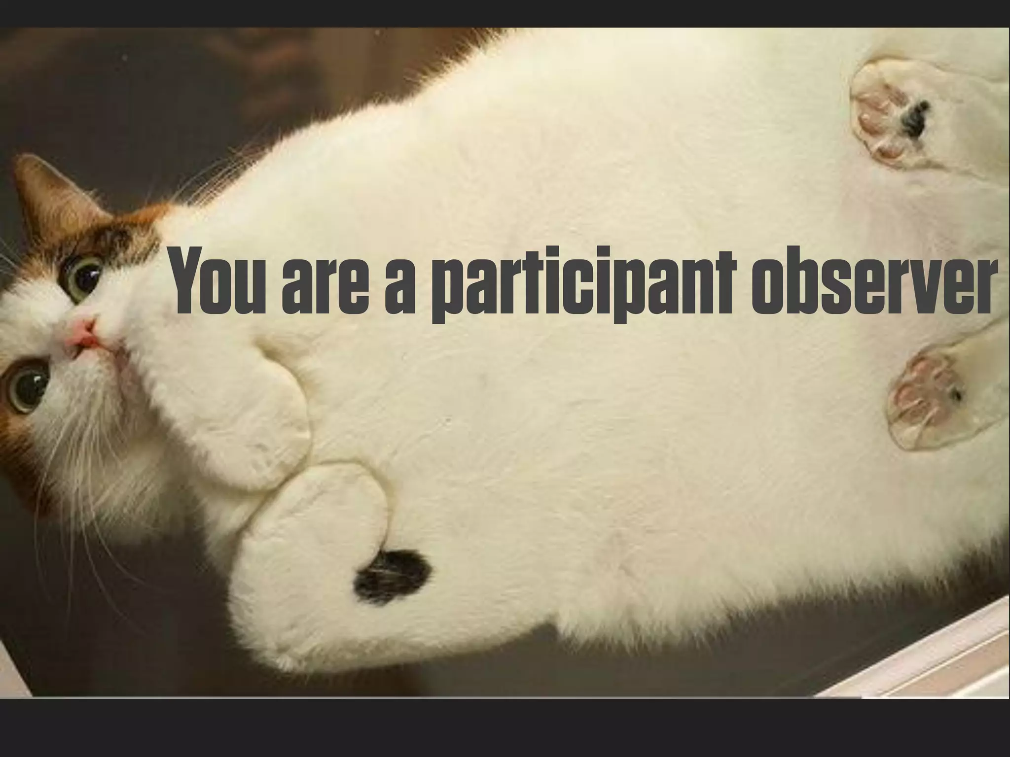 You are a participant observer
 