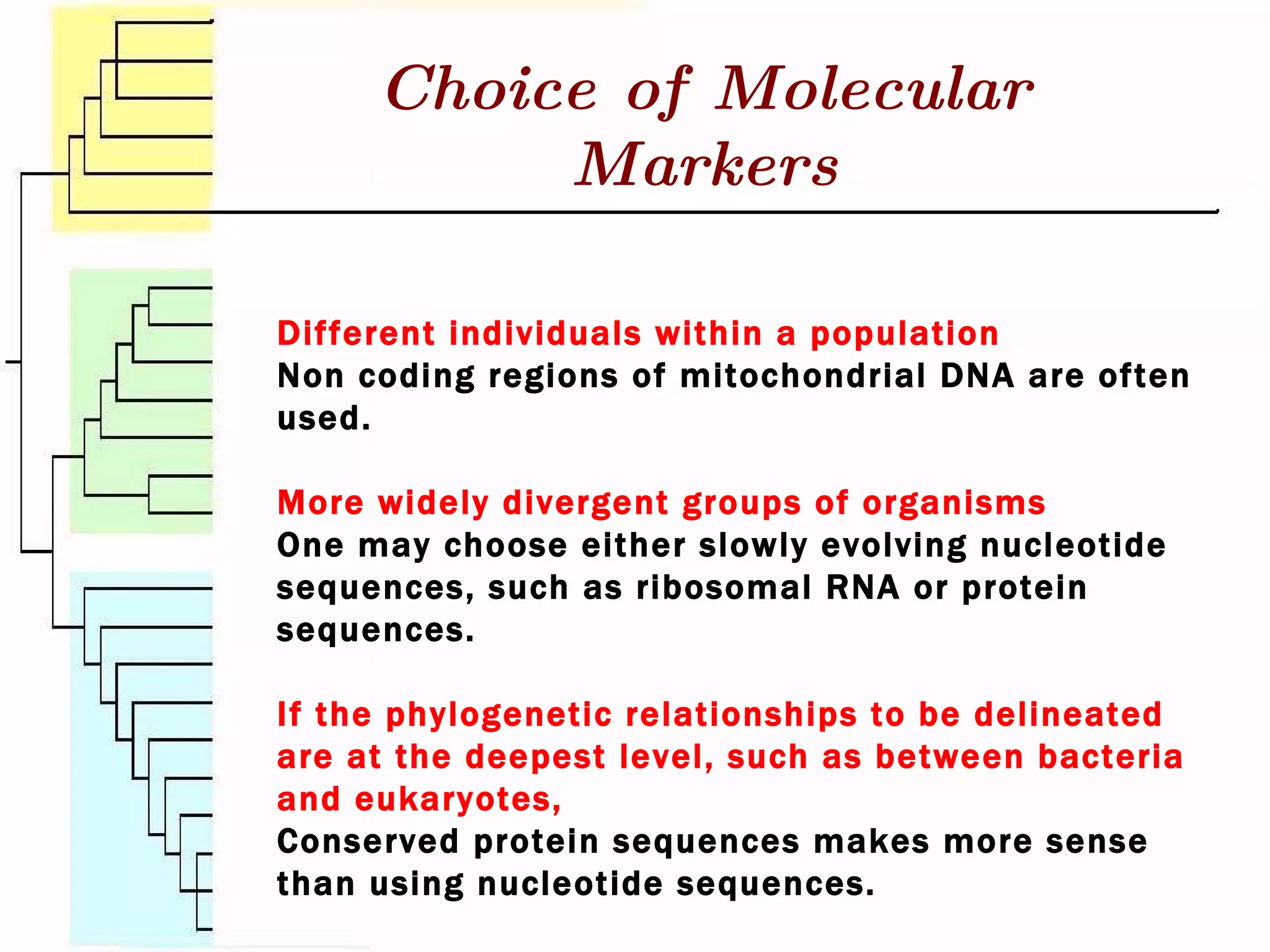 Choice of Molecular Markers Different individuals within a population Non coding regions of mitochondrial DNA are often used.  More widely divergent groups of organisms One may choose either slowly evolving nucleotide sequences, such as ribosomal RNA or protein sequences.  If the phylogenetic relationships to be delineated are at the deepest level, such as between bacteria and eukaryotes,  Conserved protein sequences makes more sense than using nucleotide sequences. 