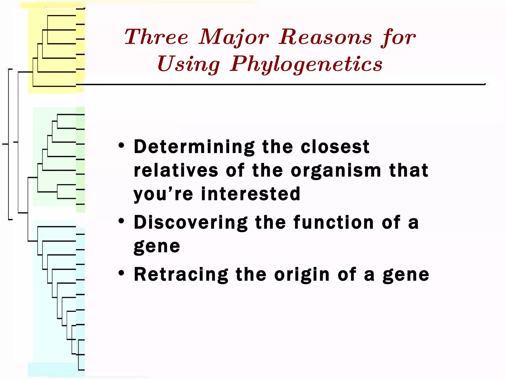Three Major Reasons for Using Phylogenetics Determining the closest relatives of the organism that you’re interested Discovering the function of a gene Retracing the origin of a gene 