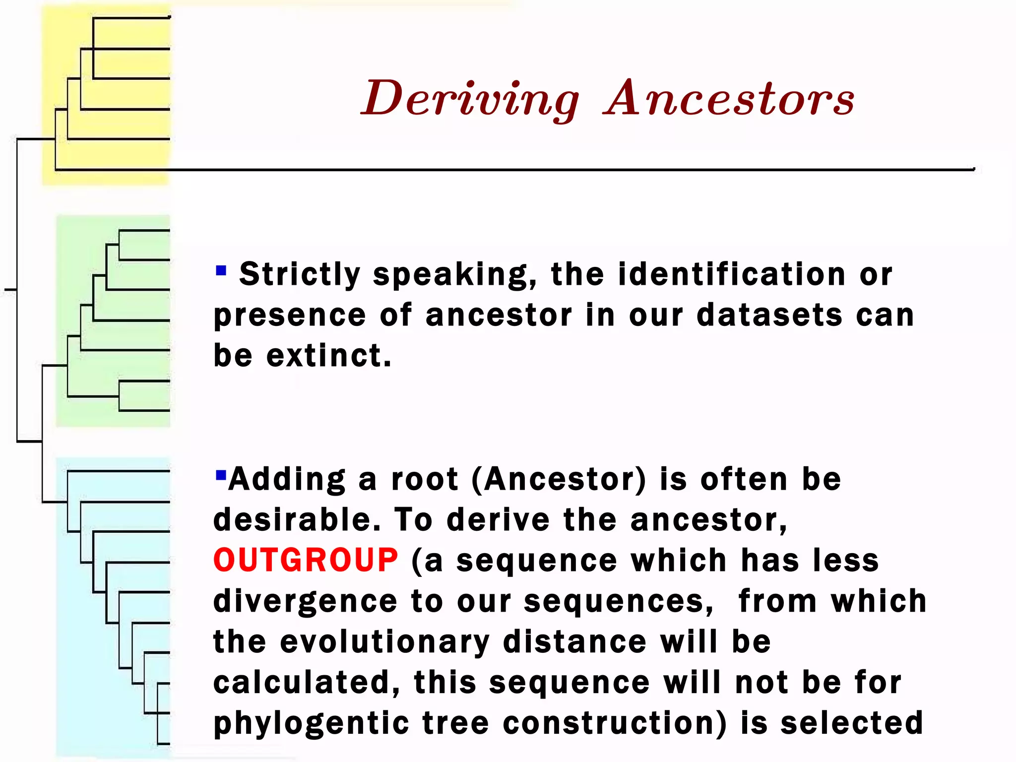 Deriving Ancestors Strictly speaking, the identification or  presence of ancestor in our datasets can be extinct. Adding a root (Ancestor) is often be desirable. To derive the ancestor,  OUTGROUP  (a sequence which has less divergence to our sequences,  from which the evolutionary distance will be calculated, this sequence will not be for phylogentic tree construction) is selected 