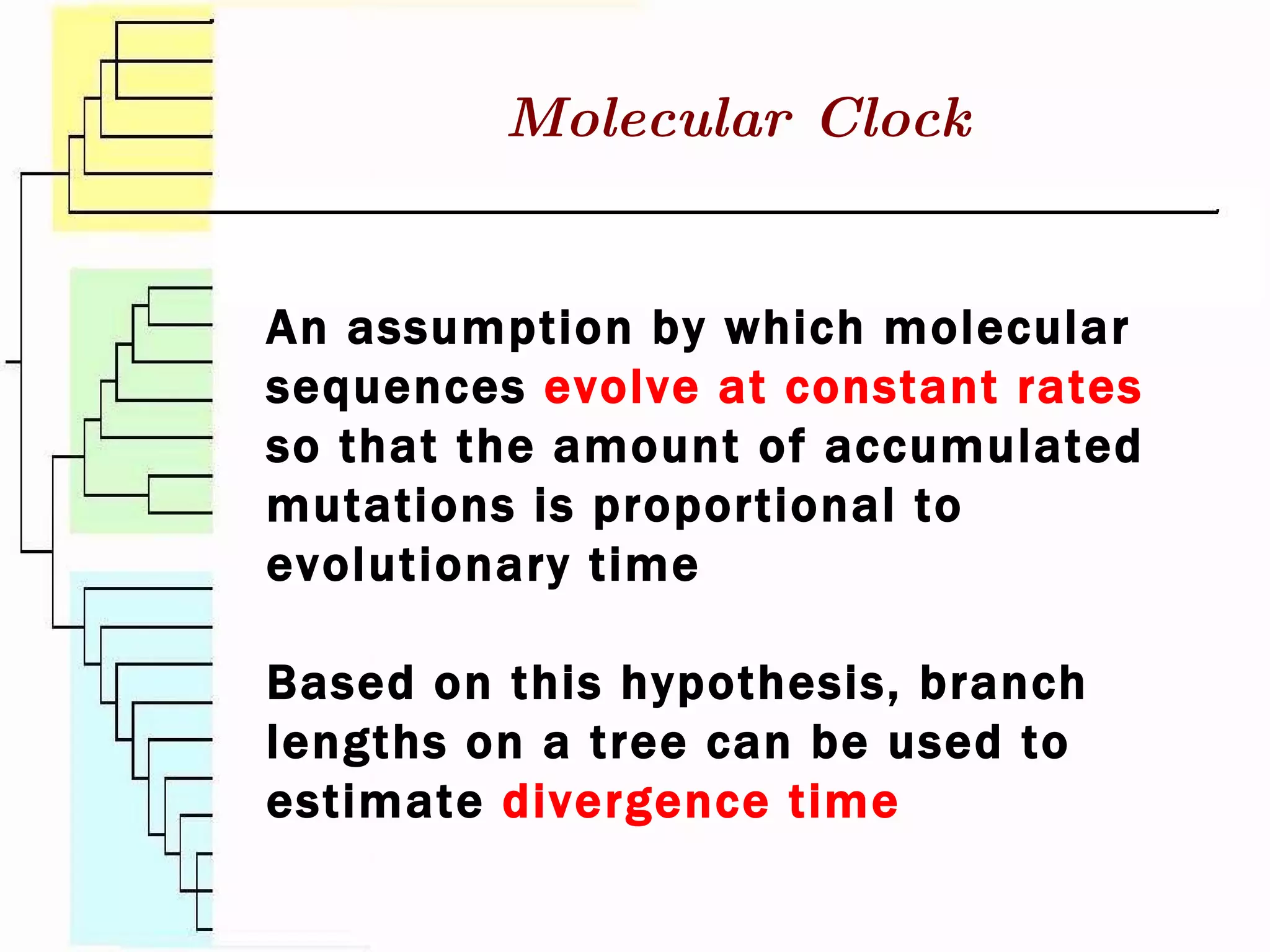 An assumption by which molecular sequences  evolve at constant rates  so that the amount of accumulated mutations is proportional to evolutionary time Based on this hypothesis, branch lengths on a tree can be used to estimate  divergence time Molecular Clock 