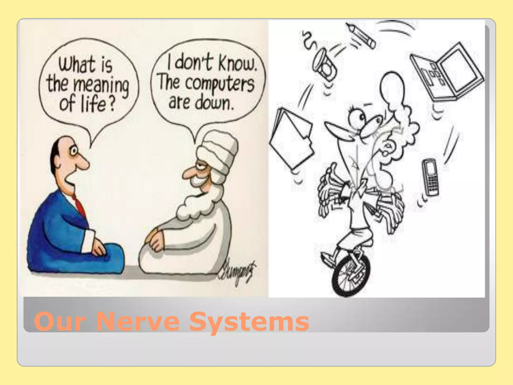 Our Nerve Systems
 