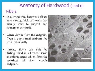 • In a living tree, hardwood fibers
have strong, thick cell walls that
mainly serve to support and
strengthen the trunk.
• When viewed from the endgrain,
fibers are very small and can’t be
seen individually.
• Instead, fibers can only be
distinguished in a broader sense
as colored areas which form the
backdrop of the wood’s
endgrain.
Anatomy of Hardwood (cont’d)
Fibers
 