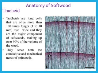 Tracheid
• Tracheids are long cells
that are often more than
100 times longer (1 to 10
mm) than wide and they
are the major component
of softwoods, making up
over 90% of the volume of
the wood.
Anatomy of Softwood
• They serve both the
conductive and mechanical
needs of softwoods.
 