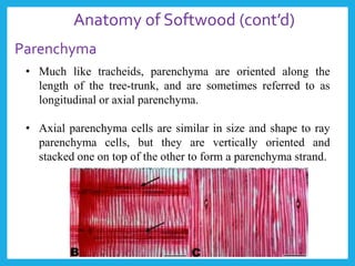 Anatomy of Softwood (cont’d)
• Much like tracheids, parenchyma are oriented along the
length of the tree-trunk, and are sometimes referred to as
longitudinal or axial parenchyma.
• Axial parenchyma cells are similar in size and shape to ray
parenchyma cells, but they are vertically oriented and
stacked one on top of the other to form a parenchyma strand.
Parenchyma
 