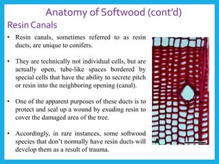 • Resin canals, sometimes referred to as resin
ducts, are unique to conifers.
• They are technically not individual cells, but are
actually open, tube-like spaces bordered by
special cells that have the ability to secrete pitch
or resin into the neighboring opening (canal).
• One of the apparent purposes of these ducts is to
protect and seal up a wound by exuding resin to
cover the damaged area of the tree.
• Accordingly, in rare instances, some softwood
species that don’t normally have resin ducts will
develop them as a result of trauma.
Anatomy of Softwood (cont’d)
Resin Canals
 
