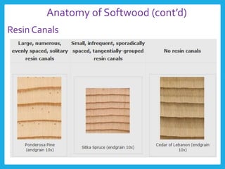 Anatomy of Softwood (cont’d)
Resin Canals
 