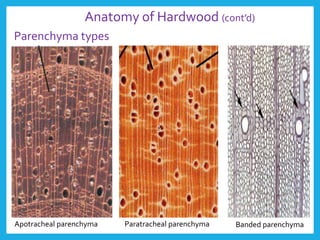 Apotracheal parenchyma Paratracheal parenchyma Banded parenchyma
Parenchyma types
Anatomy of Hardwood (cont’d)
 